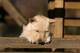 SCOTTISH TERRIER 171